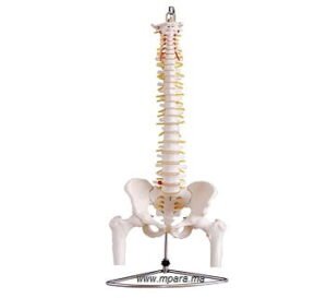 COLONNE VERTÉBRALE FEMURS PVC MODEL