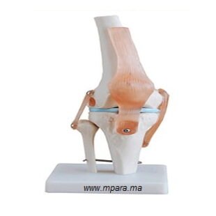 Modèle Articulation Genou avec Ligaments