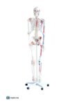 Squelette avec muscles et ligaments PA-101A