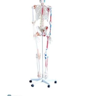 Squelette avec muscles et ligaments PA-101A