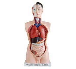 TORSE HUMAIN HOMME PIECES 19