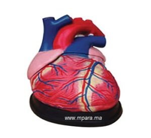 COEUR AGRANDI X4 3PS