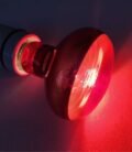 Ampoule pour lampe infrarouge